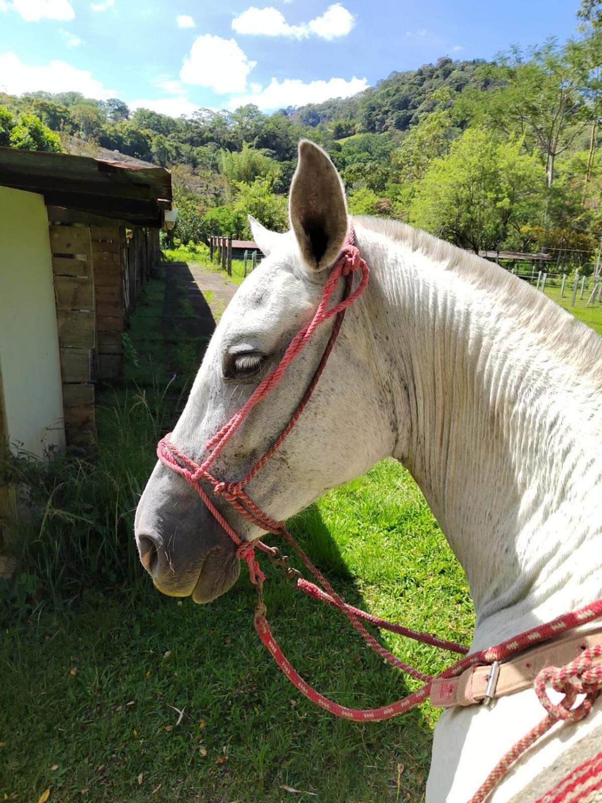 Hotel Hacienda Monteclaro à Turrialba Extérieur photo